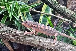Kameleon Lamparci samica