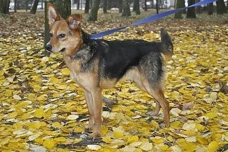 Niunia - młodziutka i aktywna sunia czeka na nowy 