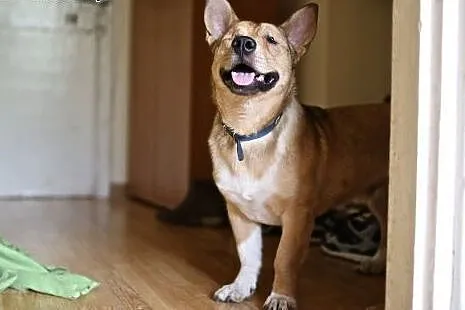 Baścik - mały, smypatyczny, młody - do adopcji,  mazowieckie Warszawa