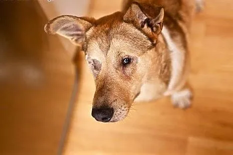 Baścik - mały, smypatyczny, młody - do adopcji,  m