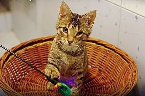 Kociak Melon cudny przylepka i gadułka szuka kocha