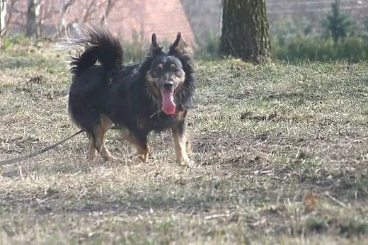 Wesoły Nero szuka domu,  dolnośląskie Wrocław