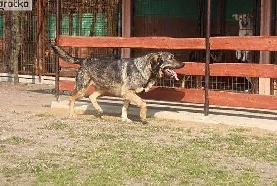 Maks psiak o wielkim sercu szuka pilnie kochającego domku, , Wrocław