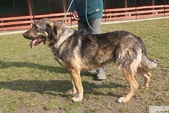 Maks psiak o wielkim sercu szuka pilnie kochającego domku, , Wrocław