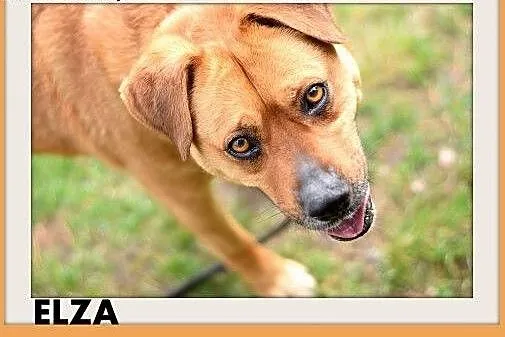 ELZA,średnia,łagodna,wesoła,towarzyska suczka.ADOPCJA,  dolnośląskie Wrocław