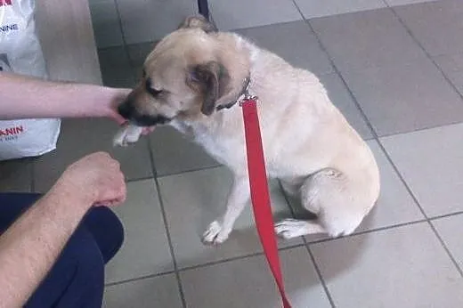 Leo młody wesoły psiak,  łódzkie Sieradz