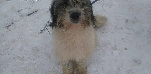 Młodziutki Boreasz, cudowny kudłacz do adopcji!,