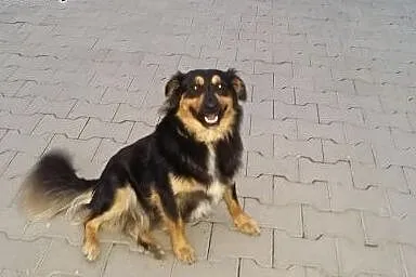 Oddam pieska,  śląskie Częstochowa
