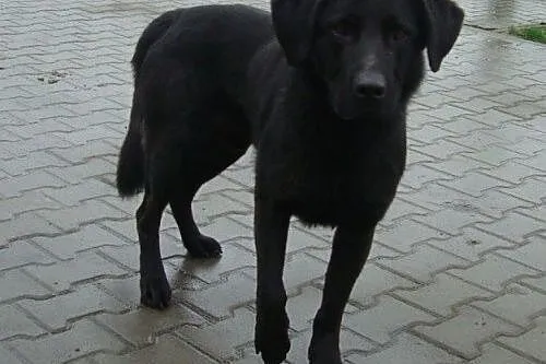 Czarnuszek - śliczny psiak czeka na dom