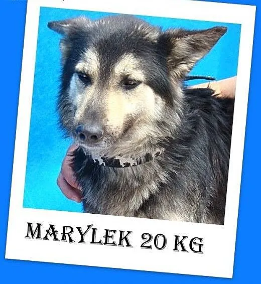 Mini owczarek,średni 20kg,przyjazny,wesoły pies MA