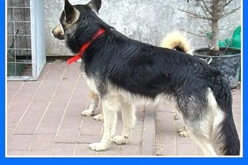 Mini owczarek,średni 20kg,przyjazny,wesoły pies MA