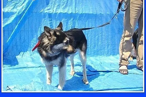 Mini owczarek,średni 20kg,przyjazny,wesoły pies MA