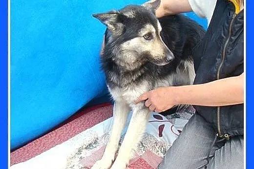 Mini owczarek,średni 20kg,przyjazny,wesoły pies MA