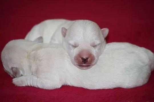 West Highland White Terrier szczenięta po ZWYCIĘZC