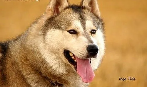 Belfer, cudny husky czeka na dom, dolnośląskie Wr