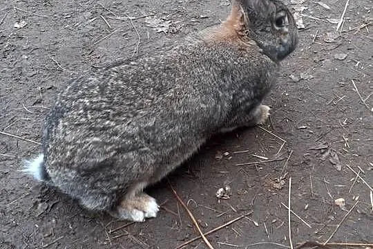 Króliki samice, Lubelskie, Ostrów Lubelski