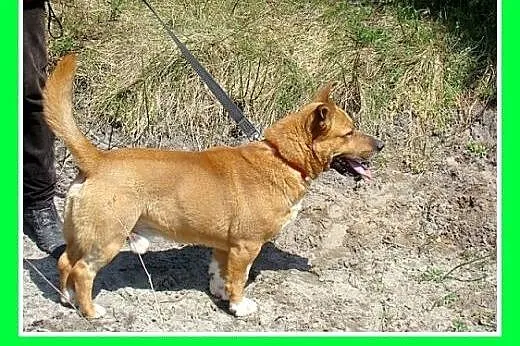 Staffik mix,średni,aktywny,przyjazny pies HURMAK.A