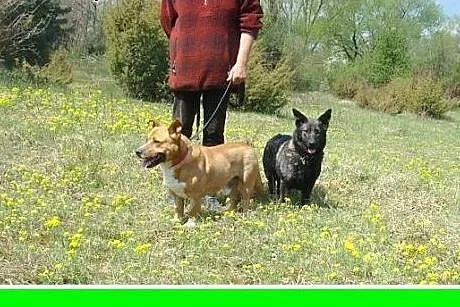 Staffik mix,średni,aktywny,przyjazny pies HURMAK.A
