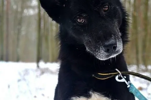 Ariel pogodny piesek szuka pilnie kochającego domku,  Kundelki cała Polska