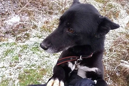 Ariel pogodny piesek szuka pilnie kochającego domk