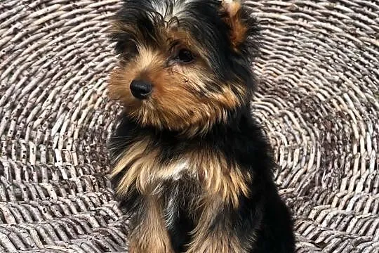 Sliczne Szpic Yorkshire Terrier Szczenieta