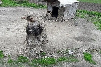 Saba grzeczna, przyjazna sunia mix PON szuka domu