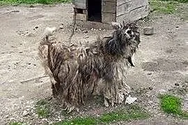 Saba grzeczna, przyjazna sunia mix PON szuka domu