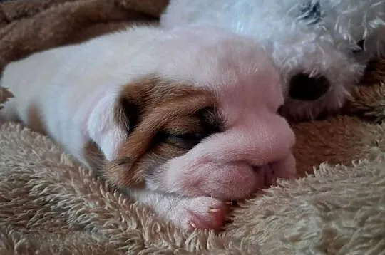 Buldog angielski