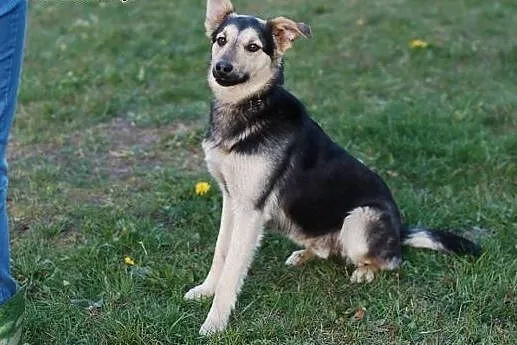 Morgan - 16kg psiak o cudnym charakterze,  pomorsk