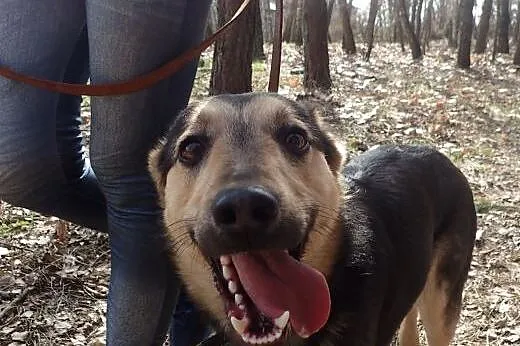 Morgan - 16kg psiak o cudnym charakterze,  pomorsk