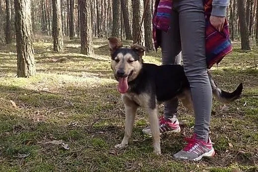 Morgan - 16kg psiak o cudnym charakterze,  pomorsk