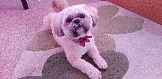 Shih tzu shih tzu krycie zapraszamy, śląskie Wisł