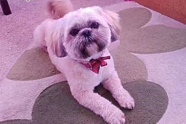 Shih tzu shih tzu krycie zapraszamy,  śląskie Wisł