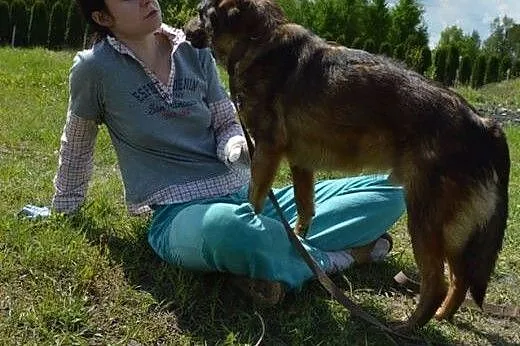 Sony - kundelek szuka ciepłego domu,  mazowieckie 