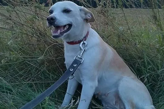 Fibi-5lat, 13kg, cudna bieluszka z wielkimi uszami, delikatna, nieśmiało zachęca do zabawy, Mazowieckie, Warszawa