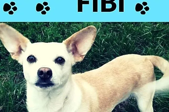 Fibi-5lat, 13kg, cudna bieluszka z wielkimi uszami, delikatna, nieśmiało zachęca do zabawy, Mazowieckie, Warszawa