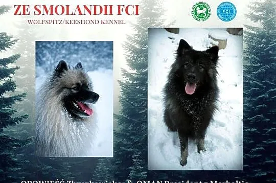 Szpic wilczy FCI - szczenięta, Śląskie, Dąbrowa Górnicza
