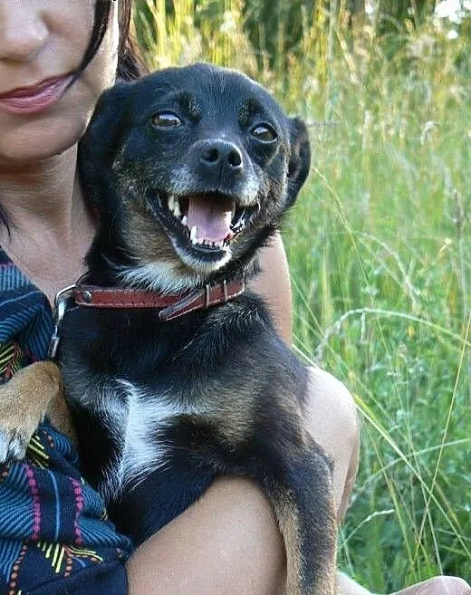 Maleńka i delikatna Pinia całe życie na łańcuchu.