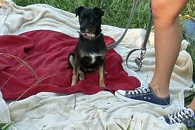 Maleńka i delikatna Pinia całe życie na łańcuchu. 
