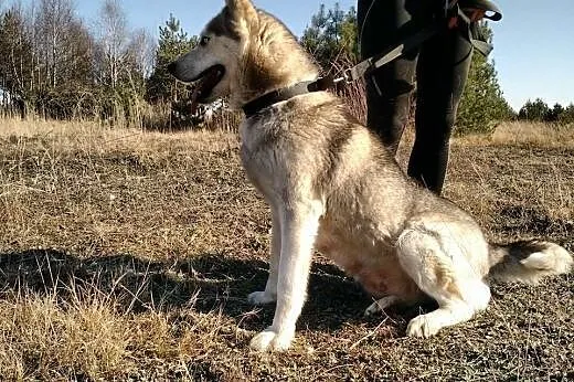 Irys piękna błękitnooka sunia szuka Domu na zawsze