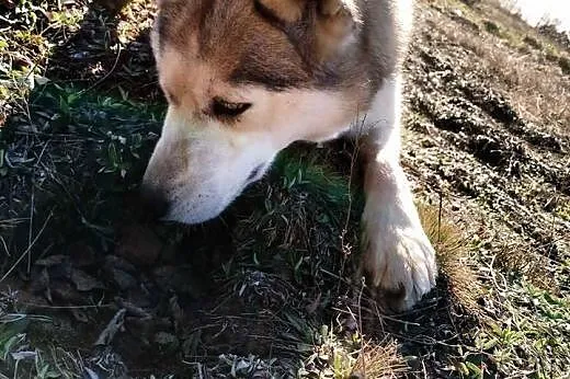 Irys piękna błękitnooka sunia szuka Domu na zawsze