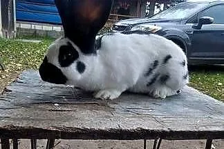 Sprzedam królika samca srokacz niemiecki, Pomorskie, Skarszewy