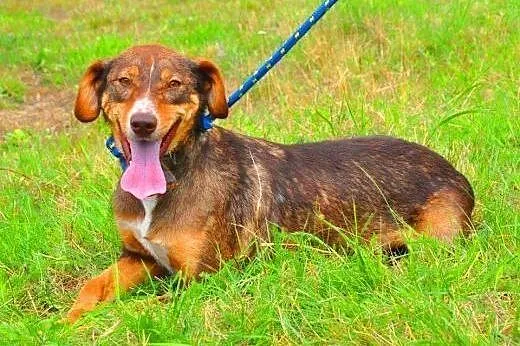 CZAKO - piękny, 1,5 roczny psiak szuka pilnie domu