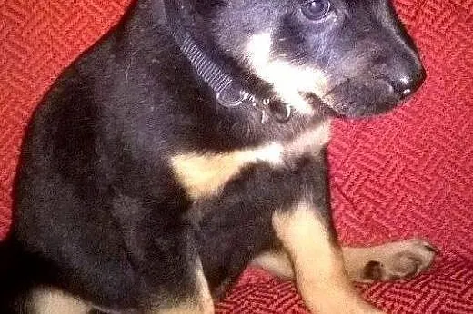 Szczeniaczki 6 tyg,adopcja!!,  świętokrzyskie Kiel