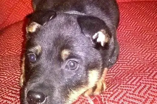 Szczeniaczki 6 tyg,adopcja!!,  świętokrzyskie Kiel