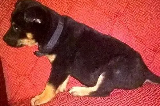 Szczeniaczki 6 tyg,adopcja!!,  świętokrzyskie Kiel