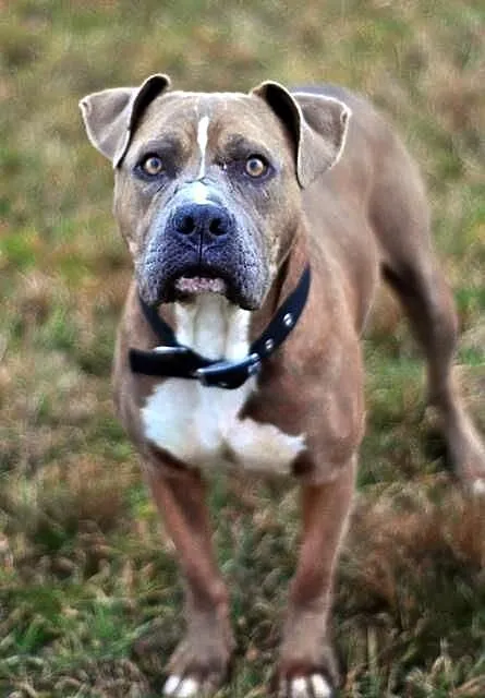 Paddy amstaff szuka domu