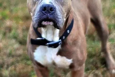 Paddy amstaff szuka domu