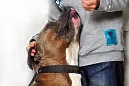 Paddy amstaff szuka domu