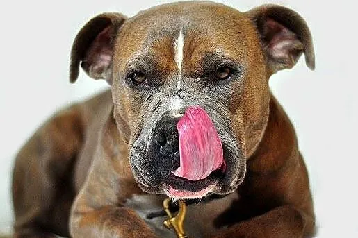 Paddy amstaff szuka domu